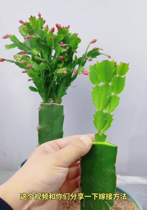 嫁接仙人掌三棱箭的正确使用方法是什么？