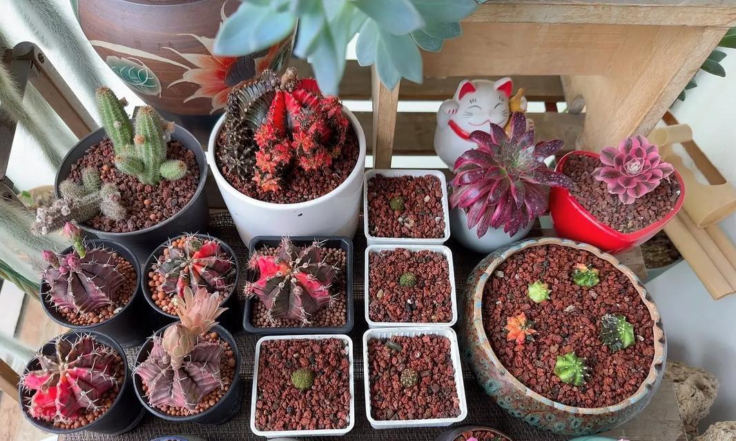 仙人球长高了用什么花盆？哪种花盆更合适？