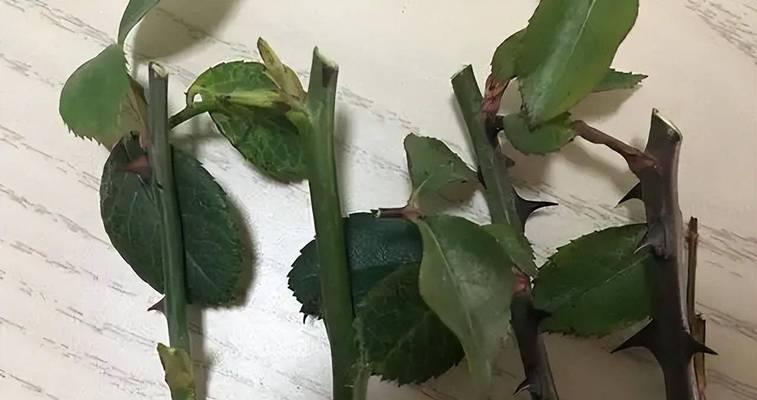 养牡丹花的正确种植方法是什么？如何保证其成活率？