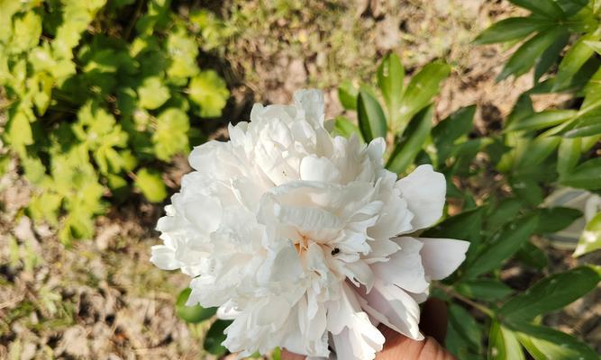 养牡丹花的正确种植方法是什么？如何保证其成活率？