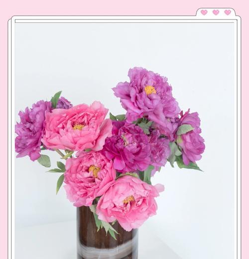 养牡丹花的正确种植方法是什么？如何保证其成活率？