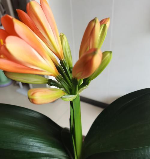 农业园君子兰的种植方法是什么？有哪些注意事项？