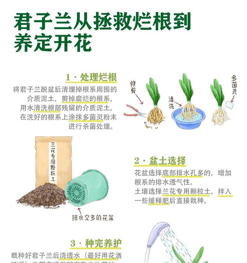 农业园君子兰的种植方法是什么？有哪些注意事项？