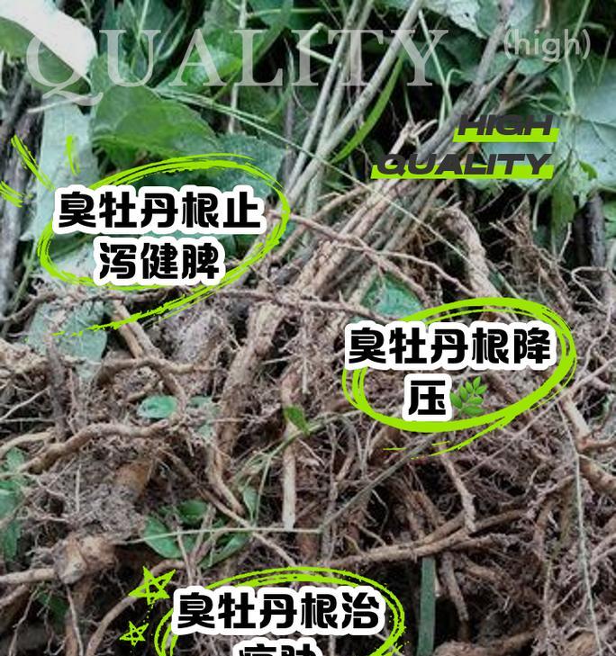 牡丹花根收到后如何正确种植？