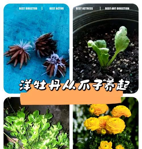 牡丹花根收到后如何正确种植？