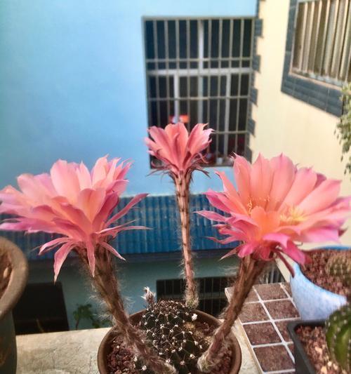 如何自己配土养仙人球植物？配土过程中需要注意什么？