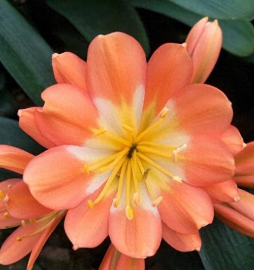 君子兰喷洒赤霉素后多久能开花？
