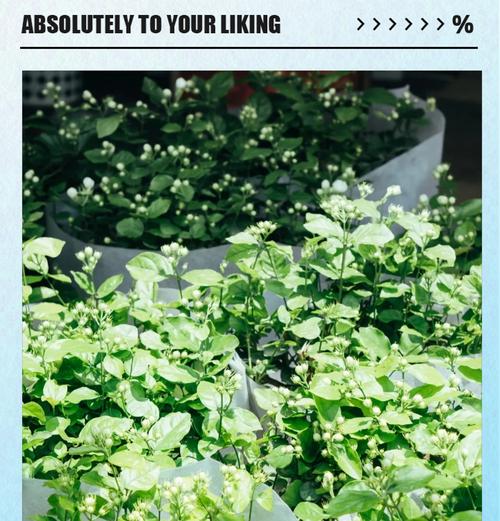 长沙市市花有哪些特点？如何进行养护？
