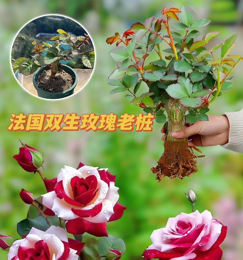 12朵玫瑰花象征着什么？花语中的特殊意义是什么？