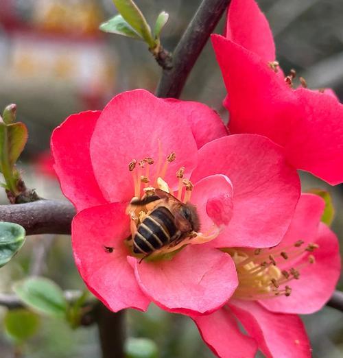 长沙市市花有哪些特点？如何进行养护？