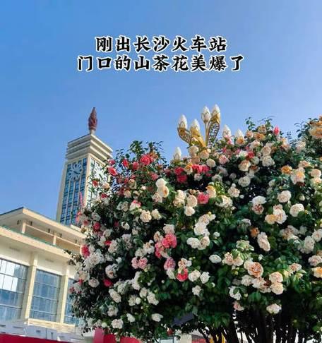 长沙市市花有哪些特点？如何进行养护？