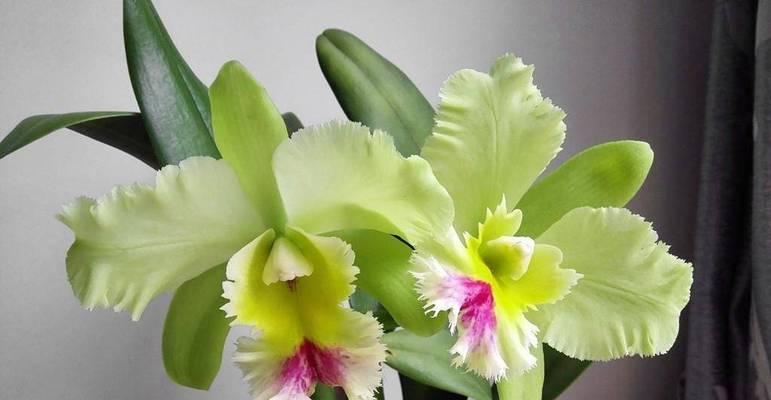 哪种花最适合阴暗环境？耐阴花卉有哪些？