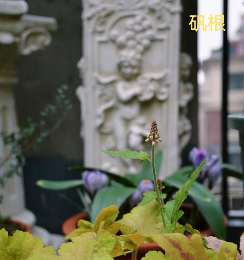 哪种花最适合阴暗环境？耐阴花卉有哪些？
