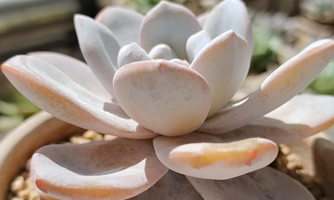 多肉雪莲的养护方法有哪些？如何养出状态？