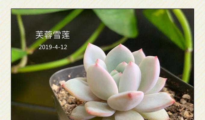 多肉雪莲的养护方法有哪些？如何养出状态？