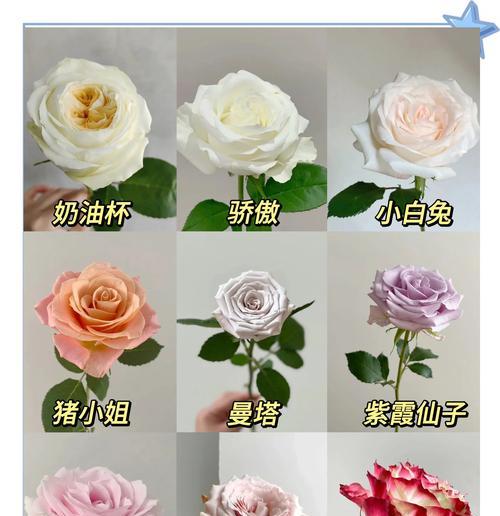 秀气大方漂亮玫瑰花语有何含义？