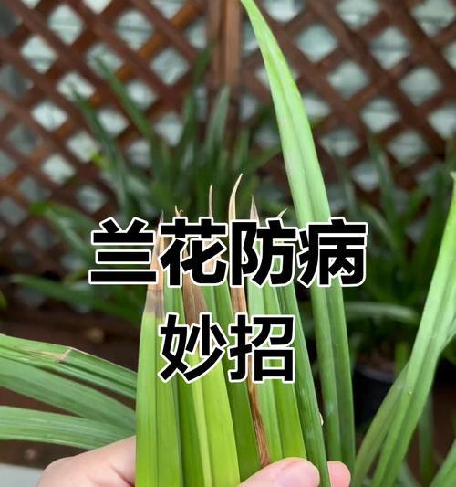 普通兰花的日常养护需要注意什么？如何预防病虫害？