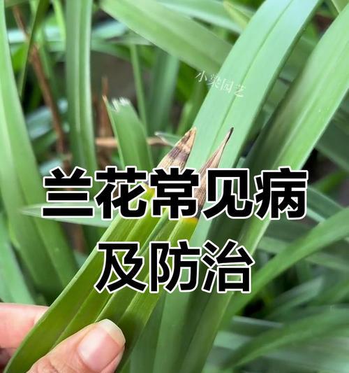普通兰花的日常养护需要注意什么？如何预防病虫害？