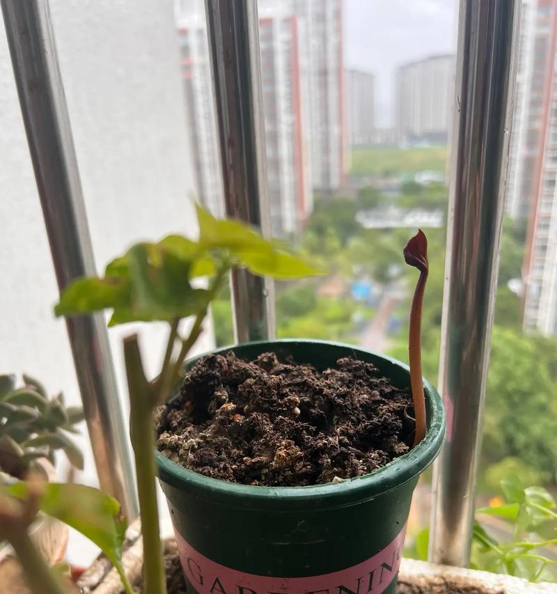盆栽种子快速生长的秘诀是什么？有哪些技巧？