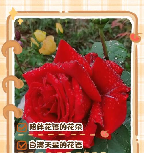 十彩玫瑰的花语是什么呢？十彩玫瑰的独特含义是什么？