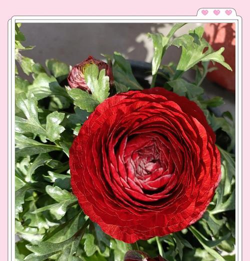 十彩玫瑰的花语是什么呢？十彩玫瑰的独特含义是什么？