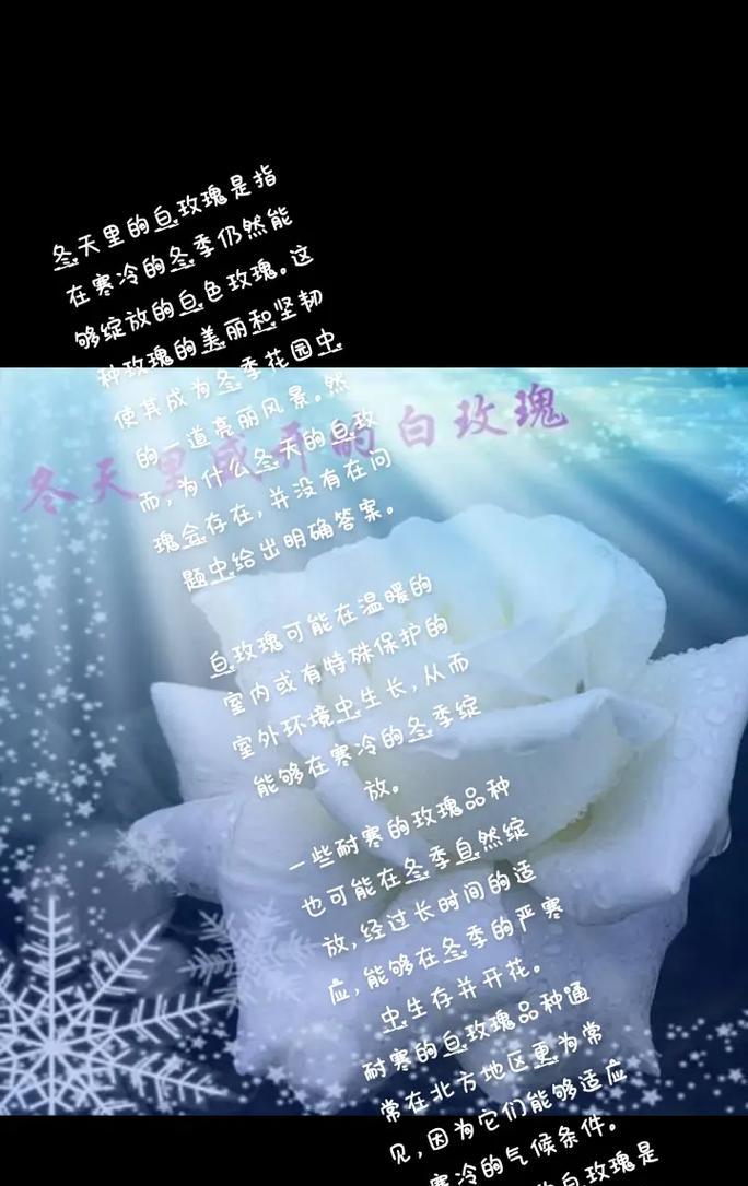 玫瑰花谢了代表了什么花语？它有何寓意？