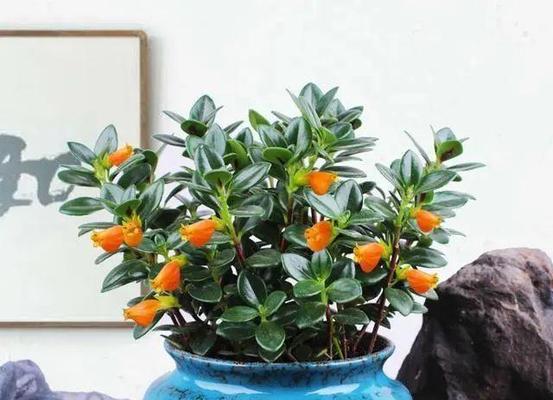 秋天适合种植哪些植物？如何进行秋季植物养护？