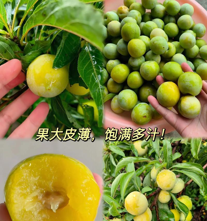 道具李子的花语是什么？李子花束的寓意是什么？
