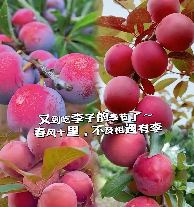 道具李子的花语是什么？李子花束的寓意是什么？
