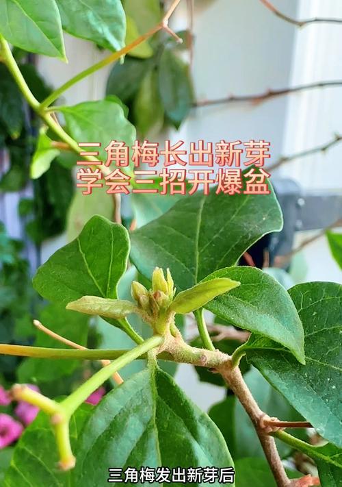 三角梅剪枝的最佳时间是什么时候？剪枝后如何促进新芽生长？