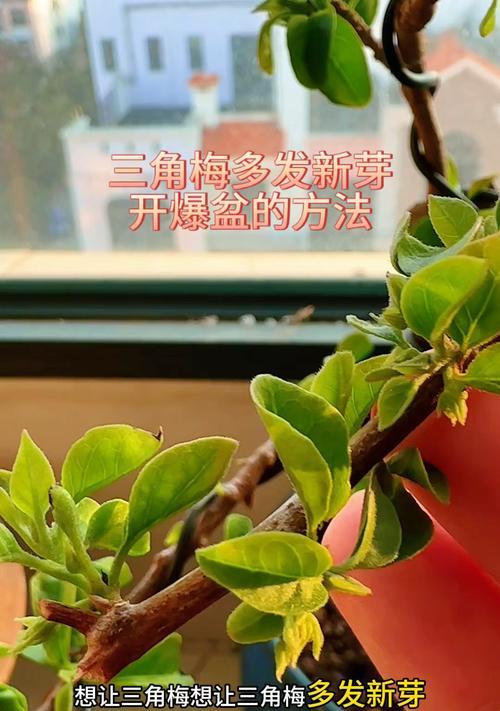 三角梅剪枝的最佳时间是什么时候？剪枝后如何促进新芽生长？