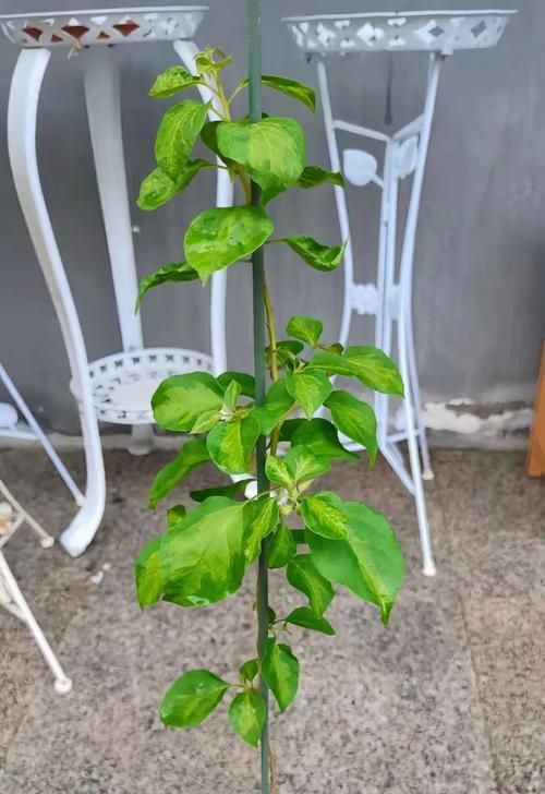 三角梅剪枝的最佳时间是什么时候？剪枝后如何促进新芽生长？