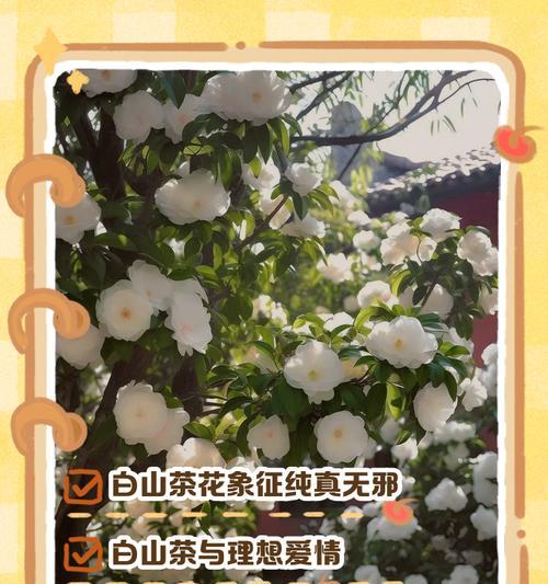 山茶花的花语有何深意？它适合在什么场合表达？