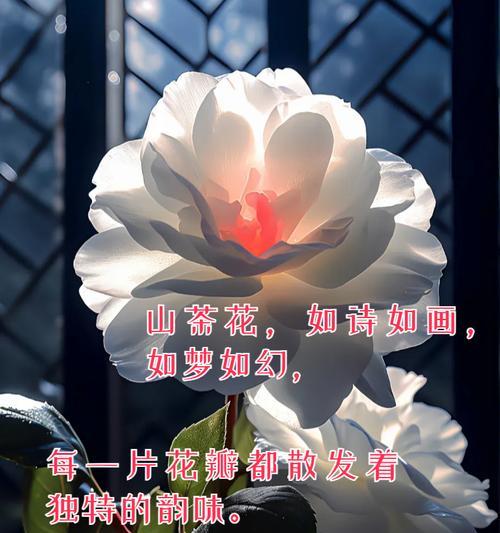 山茶花的花语有何深意？它适合在什么场合表达？