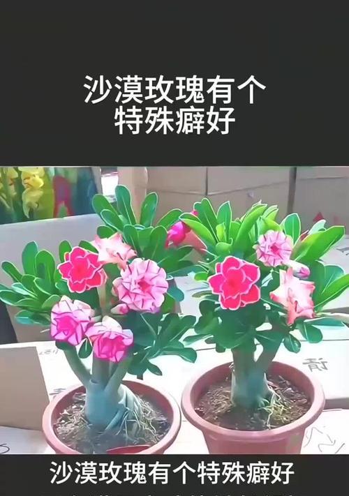 沙漠玫瑰怎么修剪？修剪沙漠玫瑰的最佳时机和技巧是什么？
