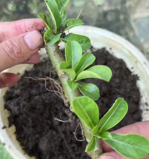沙漠玫瑰怎么修剪？修剪沙漠玫瑰的最佳时机和技巧是什么？