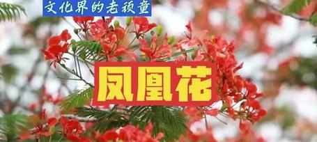 花的外观与花语有何关联？