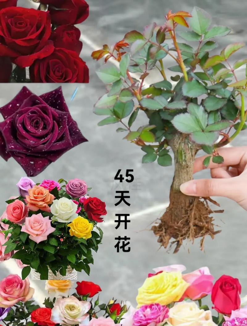 玫瑰花盆栽的养护方法是什么？如何让玫瑰花盆栽花开不断？
