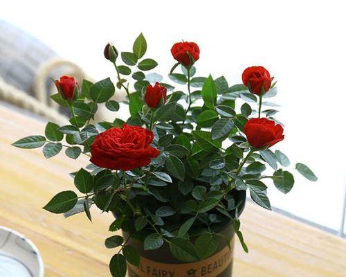 玫瑰花盆栽的养护方法是什么？如何让玫瑰花盆栽花开不断？