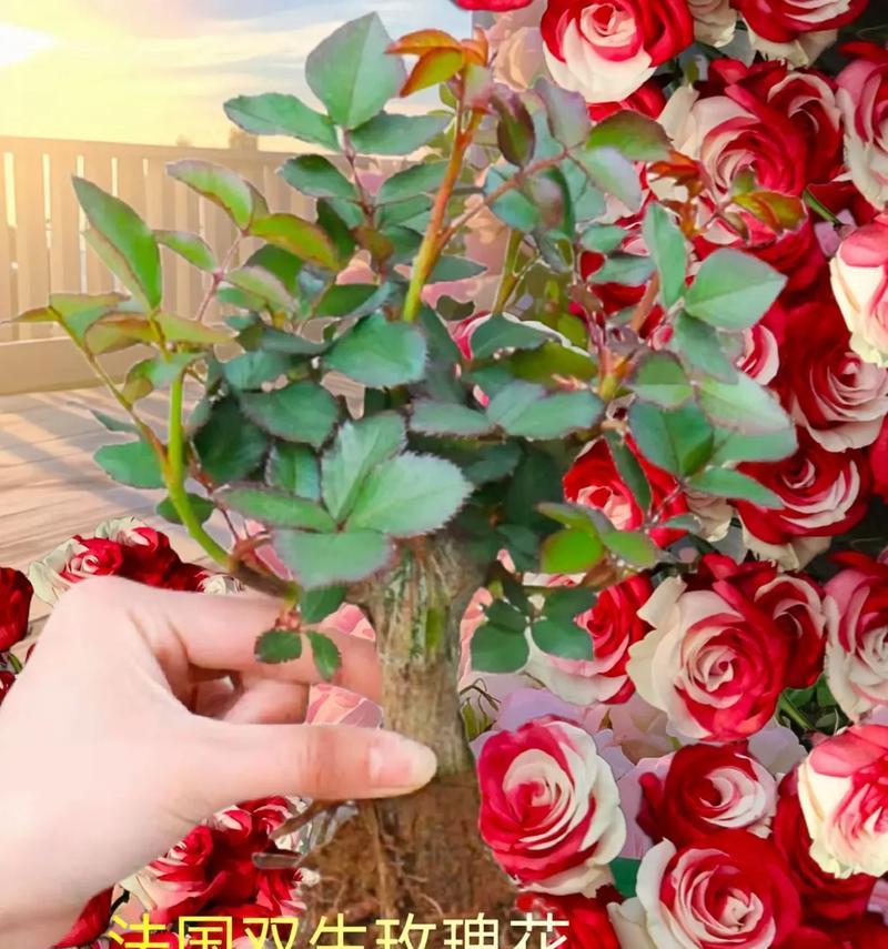 玫瑰花盆栽的养护方法是什么？如何让玫瑰花盆栽花开不断？