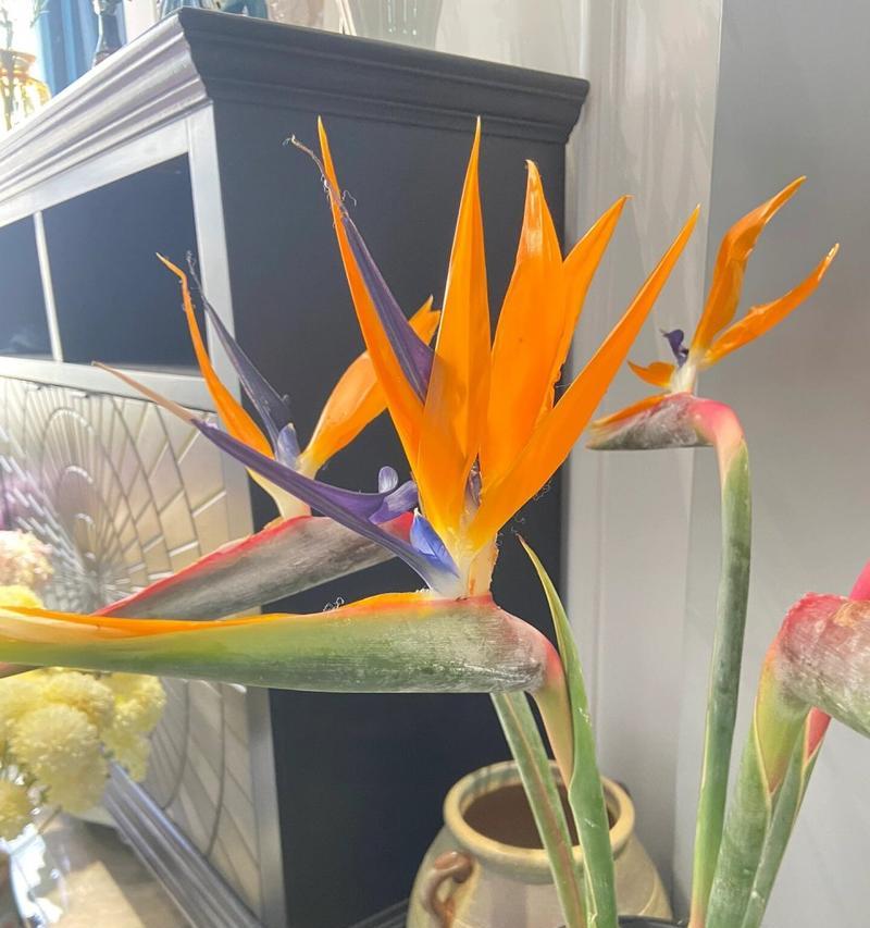 植物天堂鸟的花语和寓意能传达什么信息？