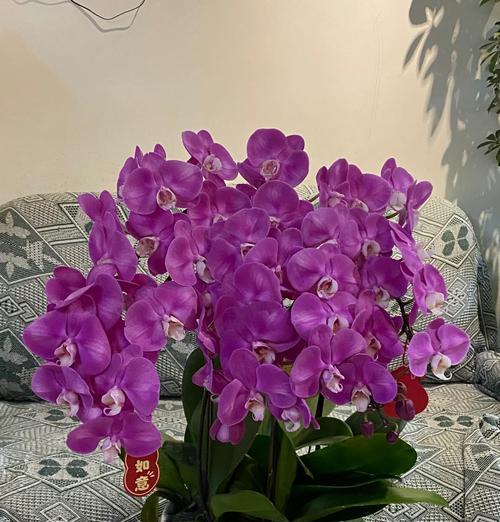 蝴蝶兰花期过后如何养护？怎样延长花期？