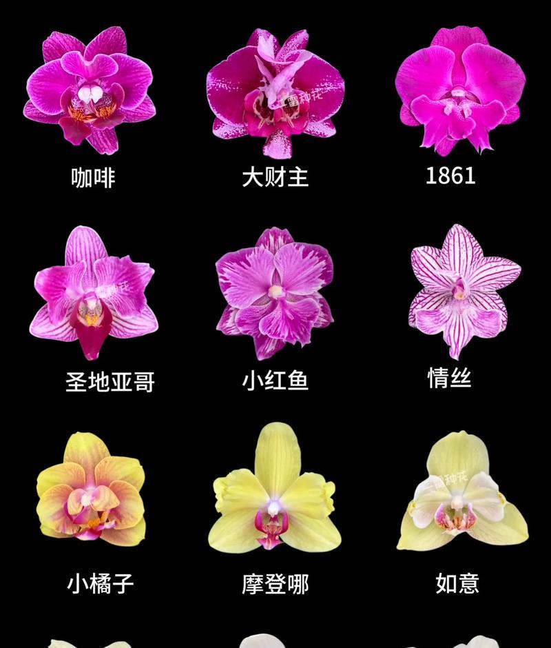 蝴蝶兰花期过后如何养护？怎样延长花期？