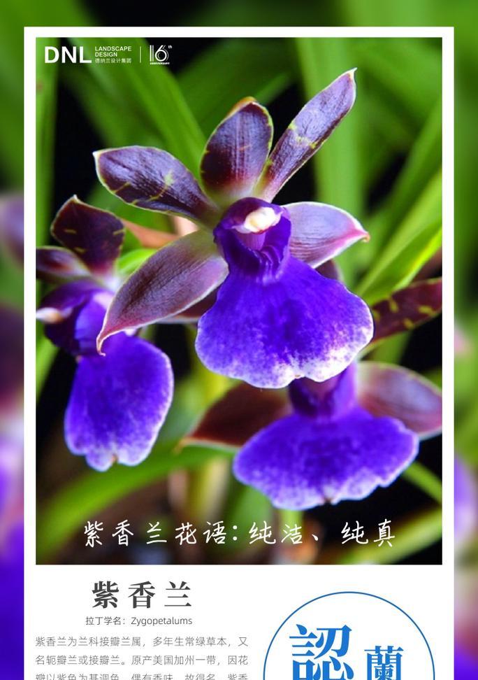 兰花的花语是什么梗？兰花在花语中有哪些特别的含义？