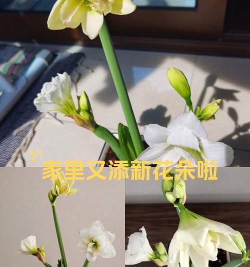 兰花的花语是什么梗？兰花在花语中有哪些特别的含义？