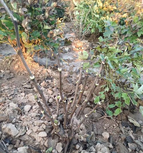牡丹种植的步骤和注意事项是什么？