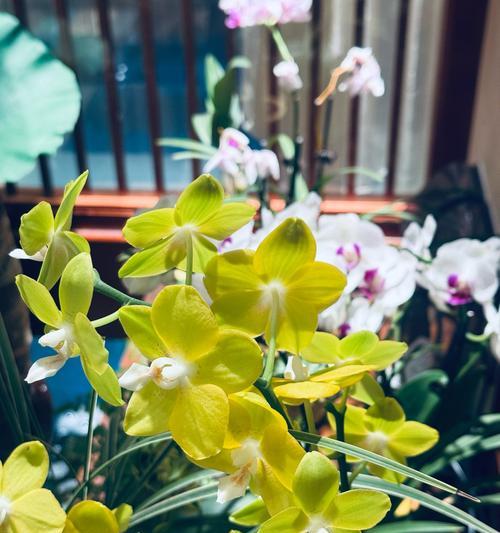 兰花的花语是什么梗？兰花在花语中有哪些特别的含义？