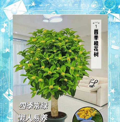 桂花换盆的最佳时机是什么时候？换盆后应注意什么？