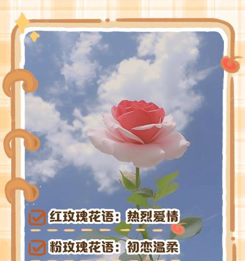 不同数量的玫瑰花语有何不同含义？