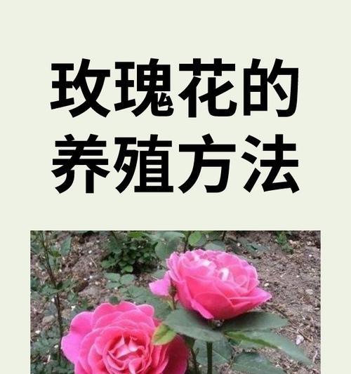 不同数量的玫瑰花语有何不同含义？